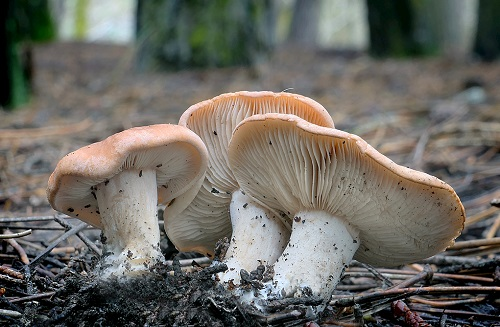 1666581633186316.png image.png