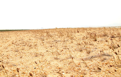 土壤養(yǎng)分測(cè)試儀的檢測(cè)效率如何？可以多個(gè)樣品同時(shí)檢測(cè)嗎