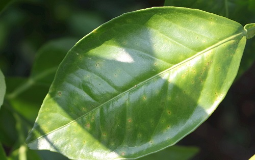 葉面積分析儀有什么作用？葉面積儀更好的分析植物長(zhǎng)勢(shì)