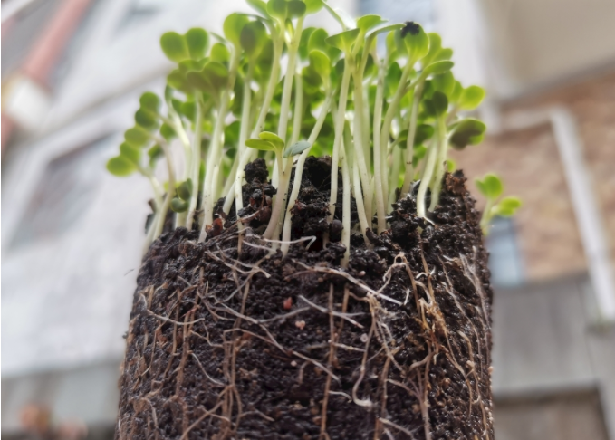 根系分析儀是什么？植物根系掃描系統(tǒng)可測(cè)量范圍介紹